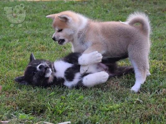 Κουτάβια Akita Inu